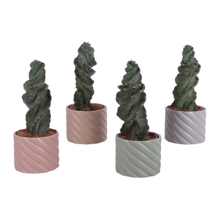 Cactus Cereus Spiralis Ø12cm in Ø14cm Ceramic SE661