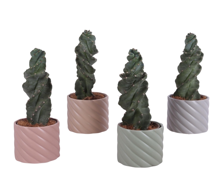 <h4>Cactus Cereus Spiralis Ø12cm in Ø14cm Ceramic SE661</h4>
