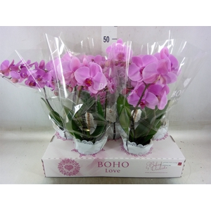 Phalaenopsis   ...rose