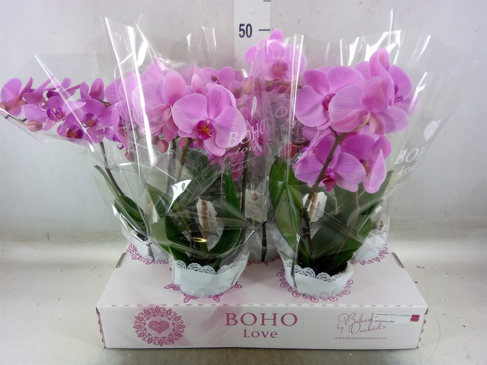 <h4>Phalaenopsis   ...rose</h4>