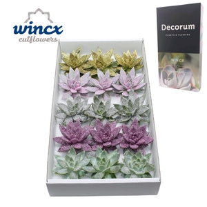 Echeveria Glitter Mix Lovely Christmas Wincx-10cm