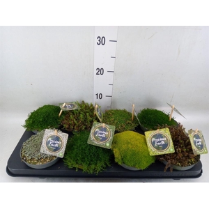 Vaste pltn   ...       [Perennials]