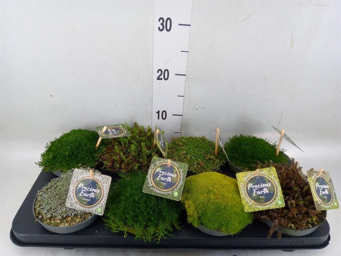 <h4>Vaste pltn   ...       [Perennials]</h4>