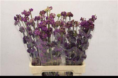 <h4>CALLICARPA GIRALDII</h4>