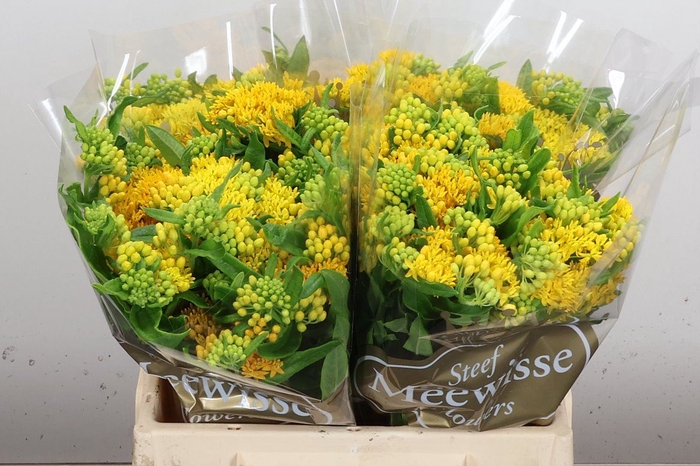<h4>Asclepias tub. 'Hello Yellow'</h4>