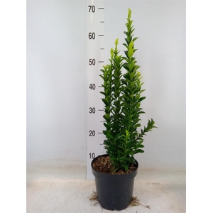 Euonymus japon. 'Green Spire'