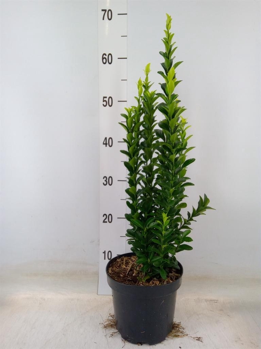 <h4>Euonymus japon. 'Green Spire'</h4>