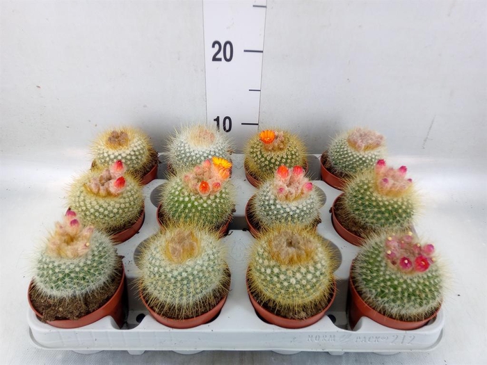 <h4>Parodia haselbergii</h4>