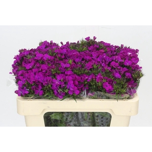 Dianthus Br Amazon Neon Purple