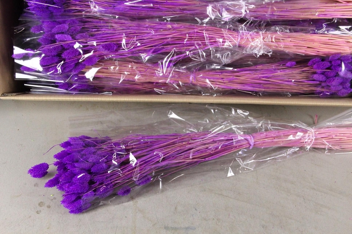 <h4>DF Phalaris Bs Purple 100g</h4>