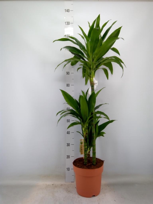 <h4>Dracaena frag. 'Janet Craig'</h4>