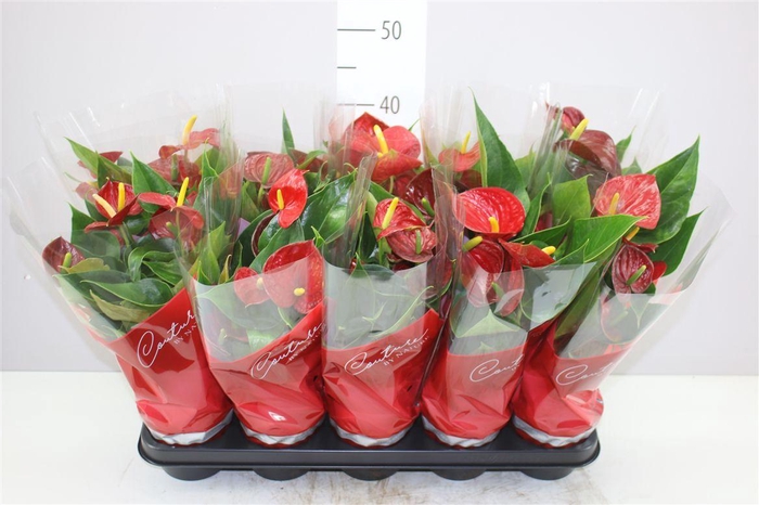 <h4>Anth An Success Red</h4>