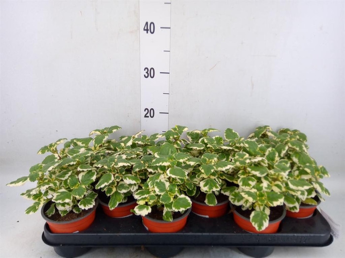 <h4>Plectranthus   ...</h4>