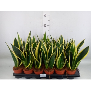 Sansevieria trifa. 'Black Gold'