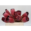 Protea Barbigera No leaves