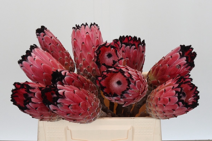 Protea Barbigera No leaves