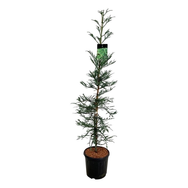 <h4>Sequoia sempervirens 'Xeno'</h4>