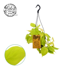 Philodendron Micans Lime 15cm HP