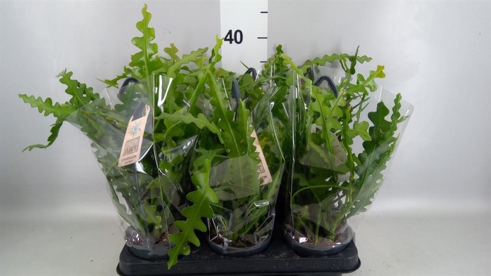 <h4>Epiphyllum anguliger</h4>
