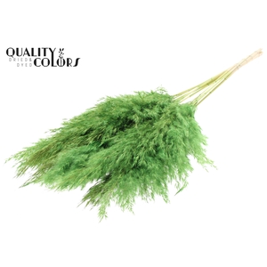 Pampas Grass 70cm 10st/bunch Bleached Light Green