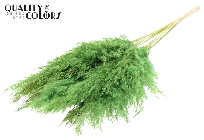<h4>Pampas Grass 70cm 10st/bunch Bleached Light Green</h4>
