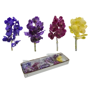 FLOR DE VANDA VARIADO