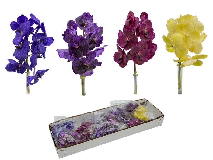 <h4>FLOR DE VANDA VARIADO</h4>