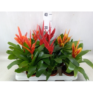Vriesea   ...mix