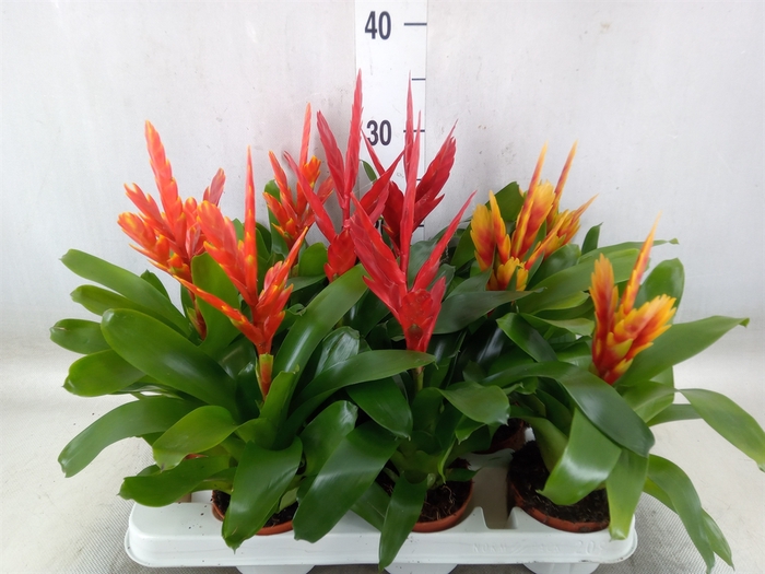 <h4>Vriesea   ...mix</h4>