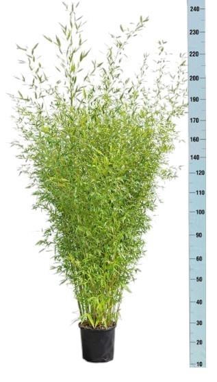 <h4>PHYLL BISSETII</h4>