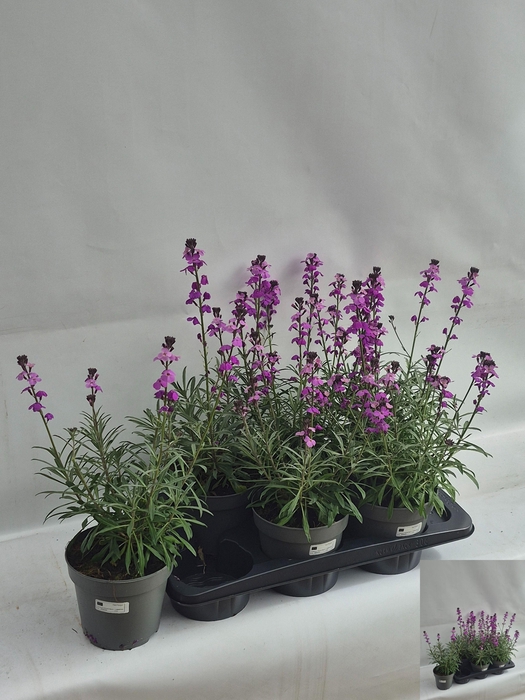 <h4>ERYS BOWLES MAUVE</h4>