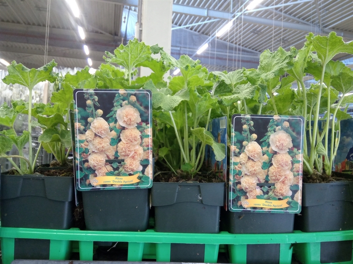 <h4>Alcea   ...</h4>