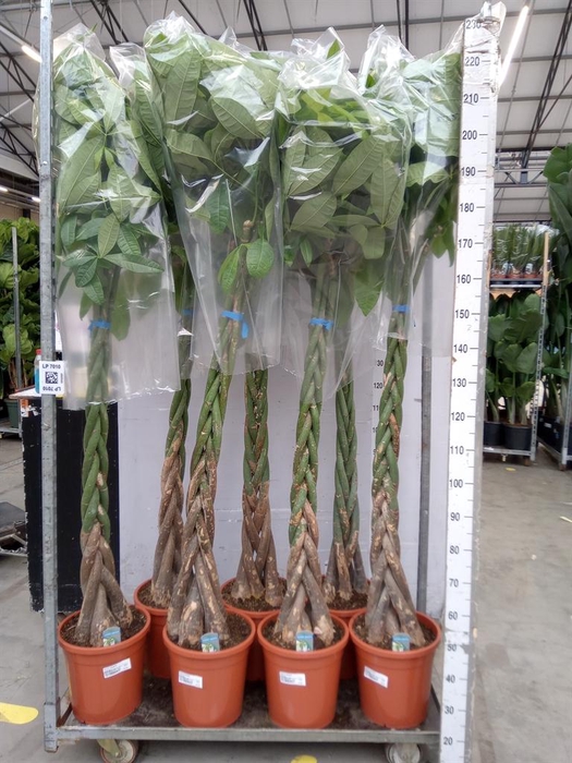 <h4>Pachira aquatica</h4>