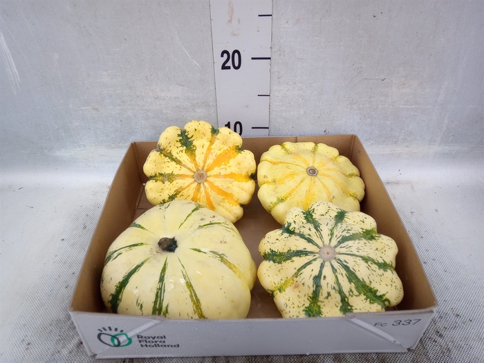 <h4>Cucurbita   ...</h4>