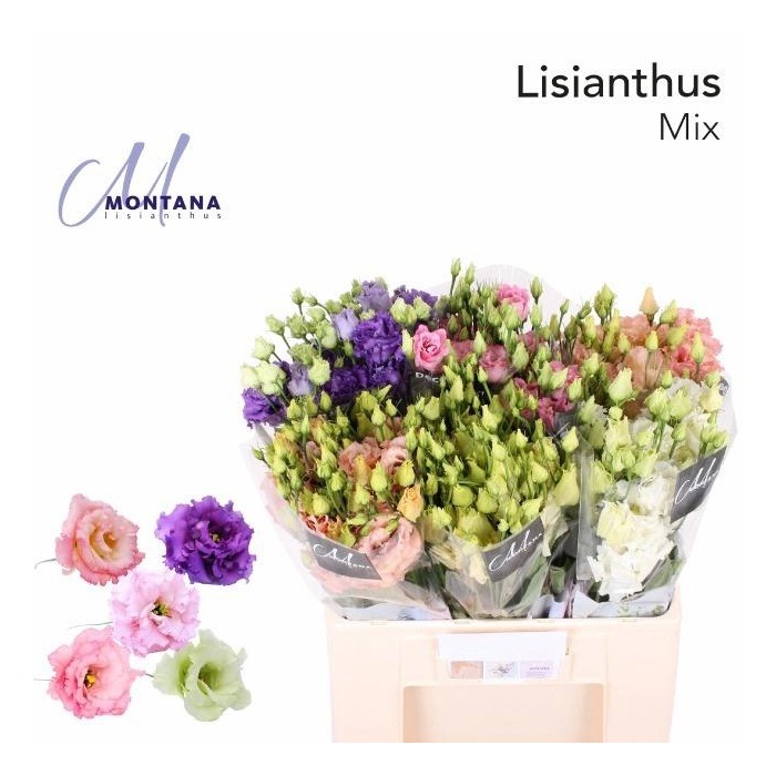 <h4>Eus G Gem In Fust</h4>