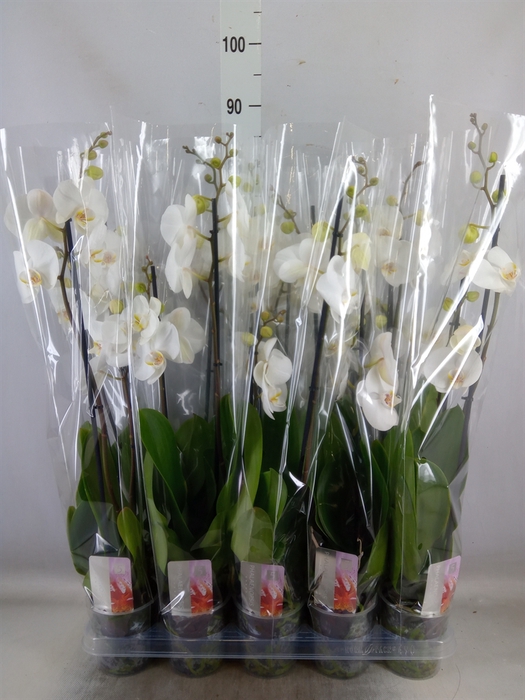 <h4>Phalaenopsis   ...white</h4>