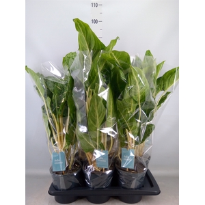 Aglaonema  'Peacock'