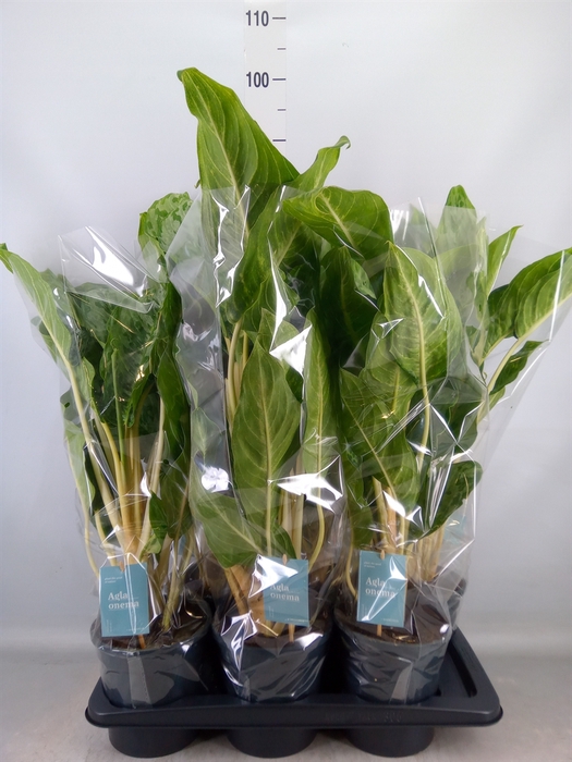 <h4>Aglaonema  'Peacock'</h4>