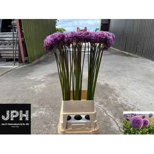 ALLIUM GLOR OF PAMIR