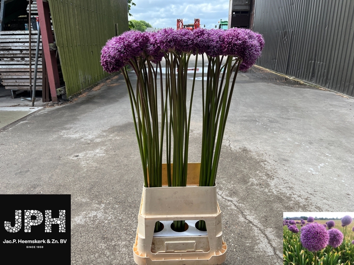<h4>ALLIUM GLOR OF PAMIR</h4>