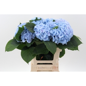 Hydr Verena Blue (GROWER DIRECT)