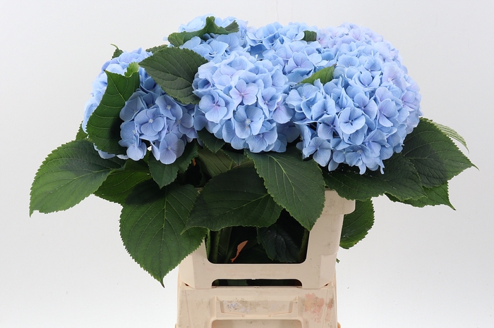 <h4>Hydr Verena Blue (GROWER DIRECT)</h4>