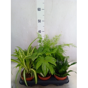 Planten  ..mix