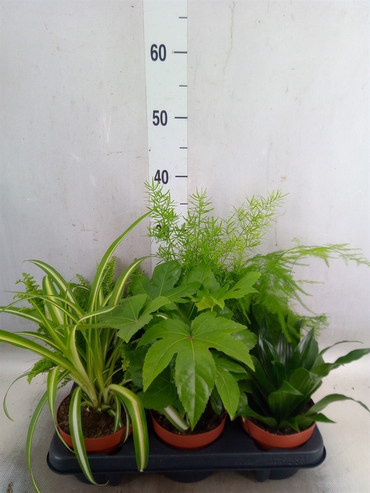 <h4>Planten  ..mix</h4>