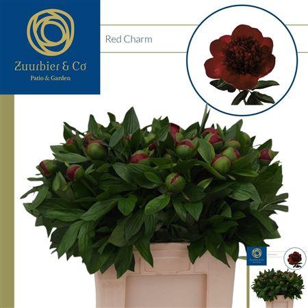 <h4>Paeo Red Charm</h4>