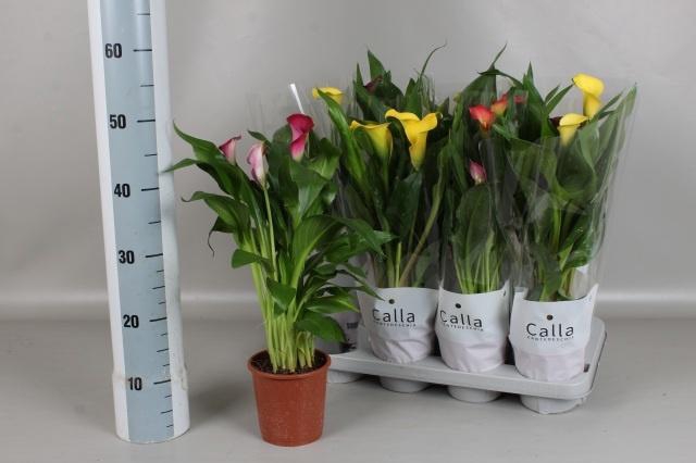 <h4>ZANT GEM 5 KL</h4>