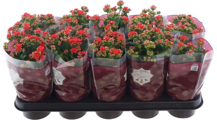 <h4>Kal Ge Rf Noelle</h4>