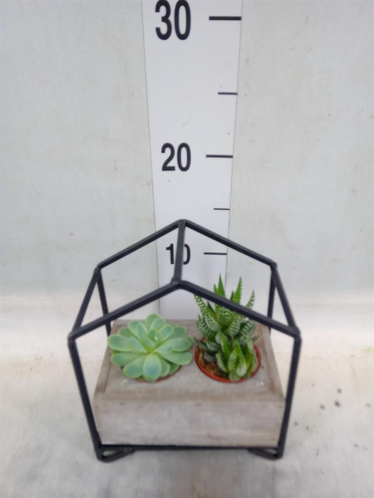 <h4>Succulents   ...</h4>