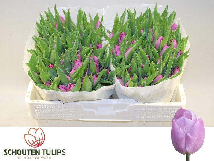 <h4>TU EN PINK FUTURE</h4>