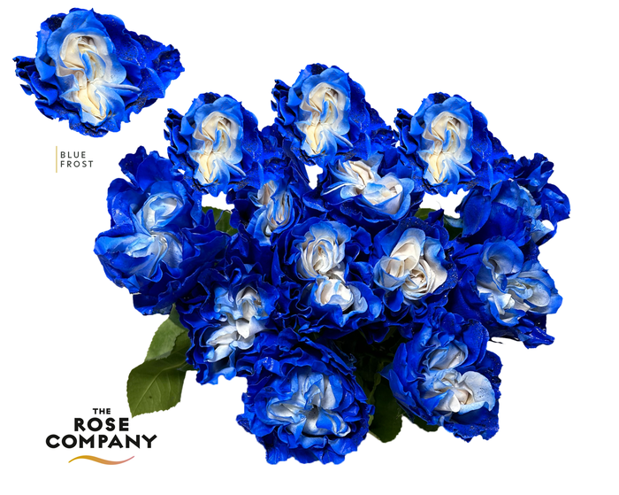 <h4>Rosa Ec Blue Frost</h4>